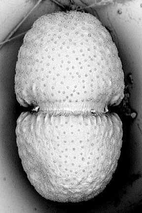 Cosmarium benedictum